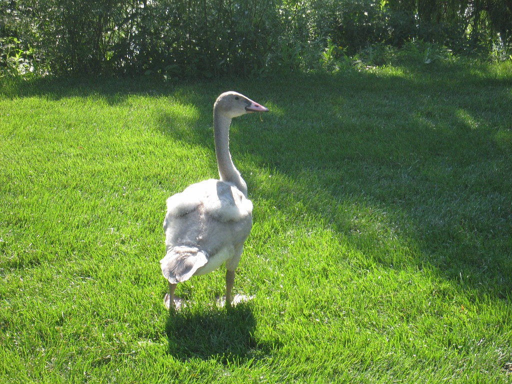 Botanical Gardens 2010 0535.jpg - The Chicago Botanic Gardens. Wear comfortable shoes, and be prepared to enjoy the landscape for a day.